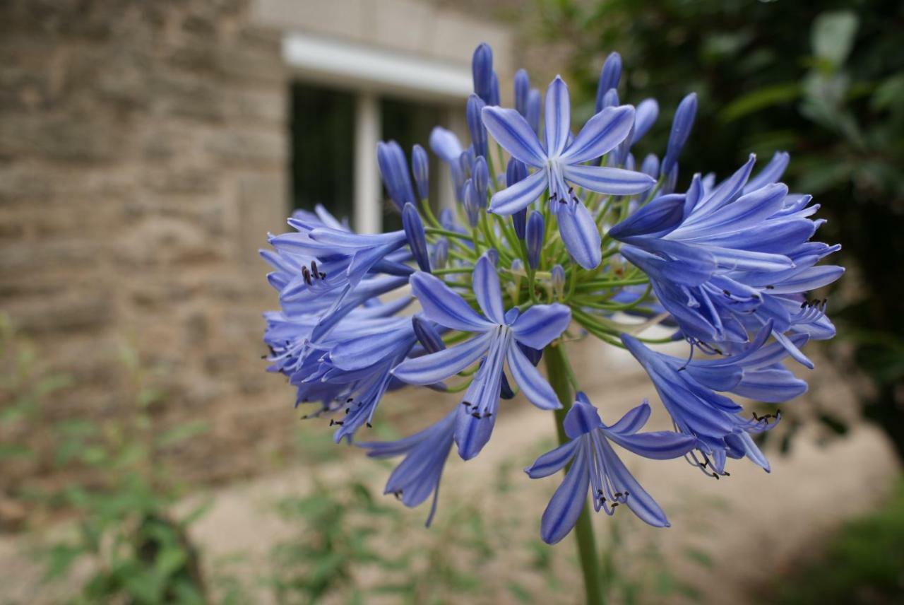 Aux Agapanthes Frühstückspension Pluherlin